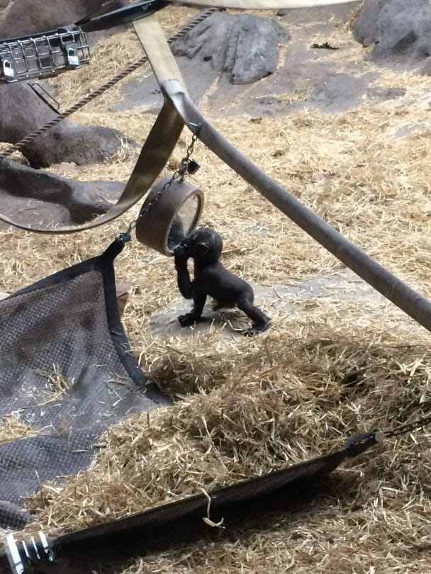 Calgary Zoo: Baby Gorilla Kakinga